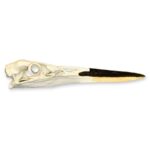 Replica Great Blue Heron Skull