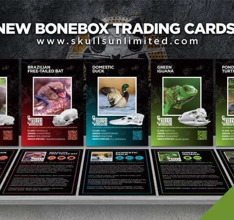 #BoneBox Monthly Subscription