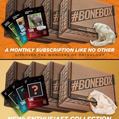 #BoneBox Monthly Subscription
