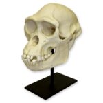 Replica Bonobo Skull – Male