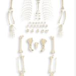 Replica Bonobo Skeleton