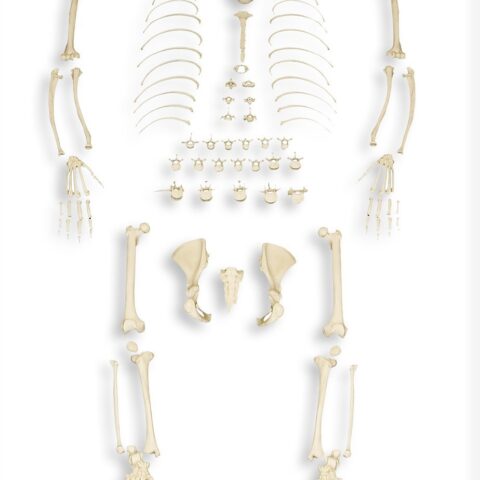 Replica Bonobo Skeleton