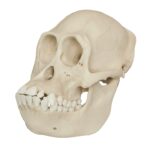 Replica Bornean Orangutan Skull – Female