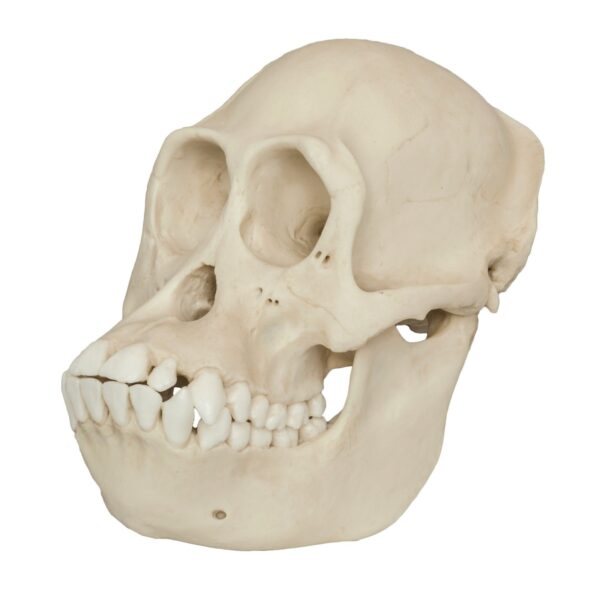 Replica Bornean Orangutan Skull – Female