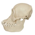 Replica Bornean Orangutan Skull – Female