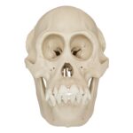 Replica Bornean Orangutan Skull – Female
