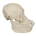 Replica Bornean Orangutan Skull – Female