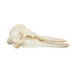 Replica Bottle-nosed Dolphin Skull