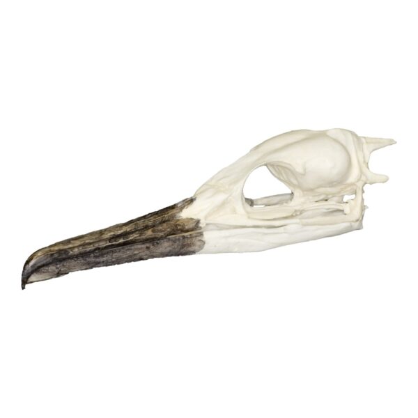 Replica Brandt’s Cormorant Skull