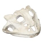 Replica  Brazilian Horned Frog Skull