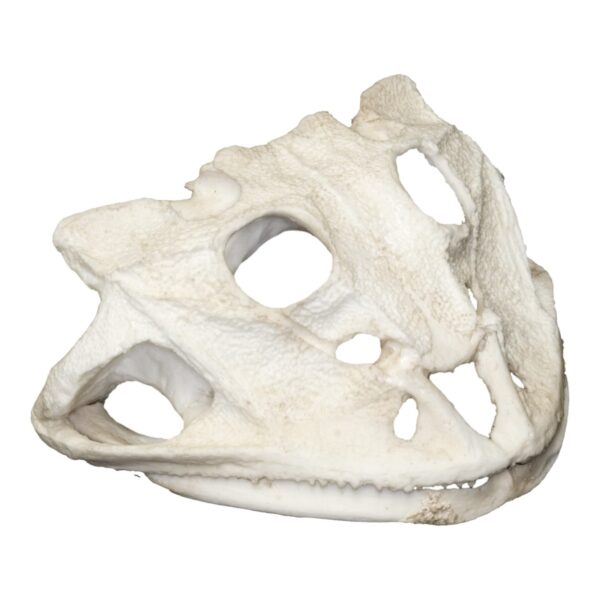 Replica  Brazilian Horned Frog Skull