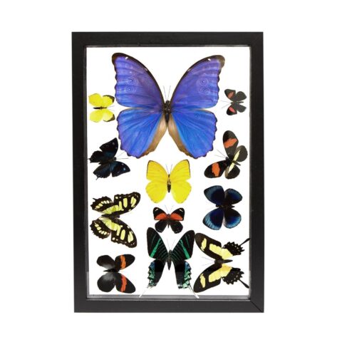 Real Butterflies in Black Frame - Set of 12