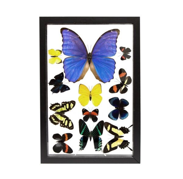 Real Butterflies in Black Frame – Set of 12