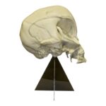 Replica Alien Skull with Stand