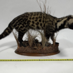 Real Taxidermy African Civet (Civettictis civetta)