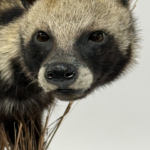 Real Taxidermy African Civet (Civettictis civetta)
