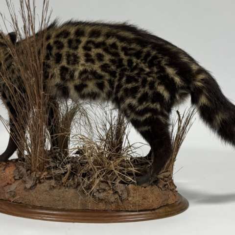 Real Taxidermy African Civet (Civettictis civetta)