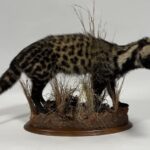 Real Taxidermy African Civet (Civettictis civetta)