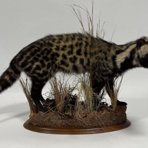 Real Taxidermy African Civet (Civettictis civetta)