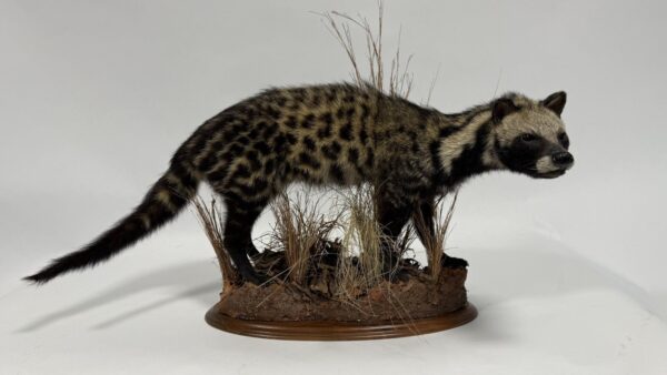 Real Taxidermy African Civet (Civettictis civetta)