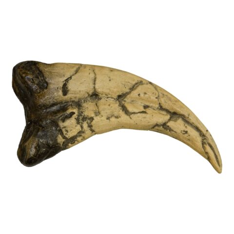 Replica Utahraptor Claw
