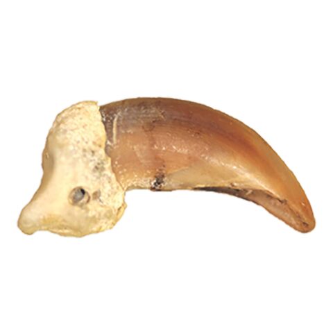 Real Domestic Dog Claw