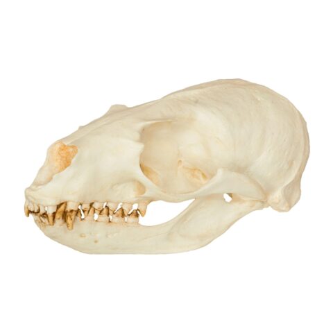 Replica California Sea Lion Skull - Female