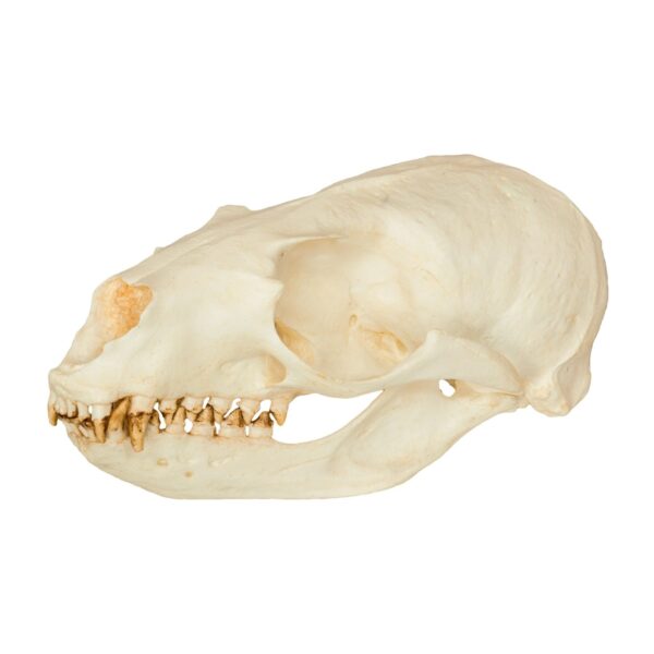 Replica California Sea Lion Skull – Female