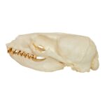 Replica California Sea Lion Skull – Female