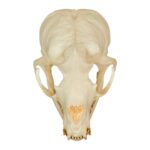 Replica California Sea Lion Skull – Female