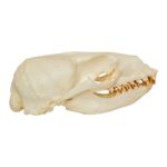 Replica California Sea Lion Skull – Female