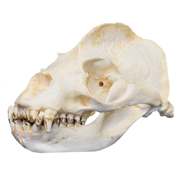 Replica California Sea Lion Skull – Male