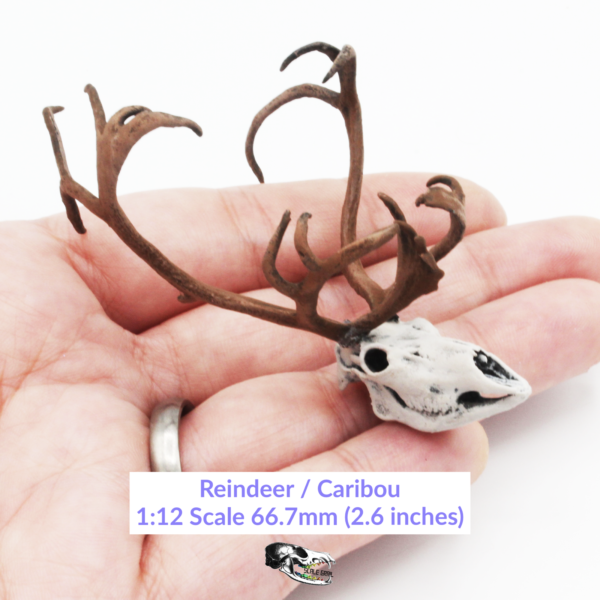 Reindeer / Caribou Skull Replica – 1:12 Scale