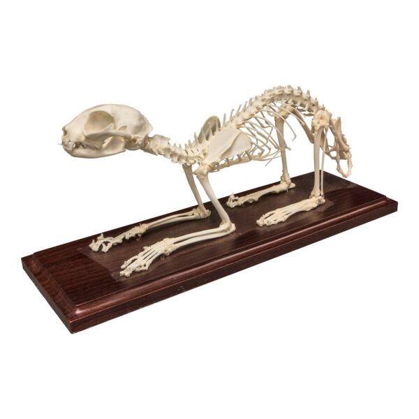 Real Domestic Cat Skeleton – Economy