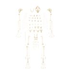 Real Domestic Cat Skeleton by Skulls Unlimited