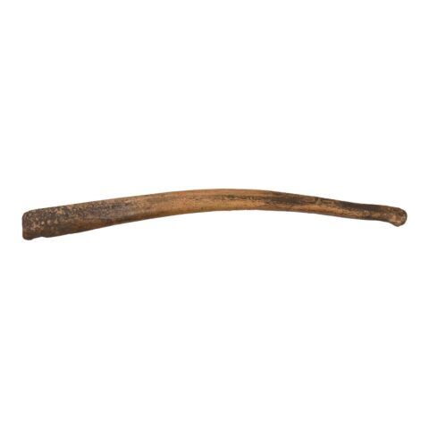 Replica Cave Bear Baculum