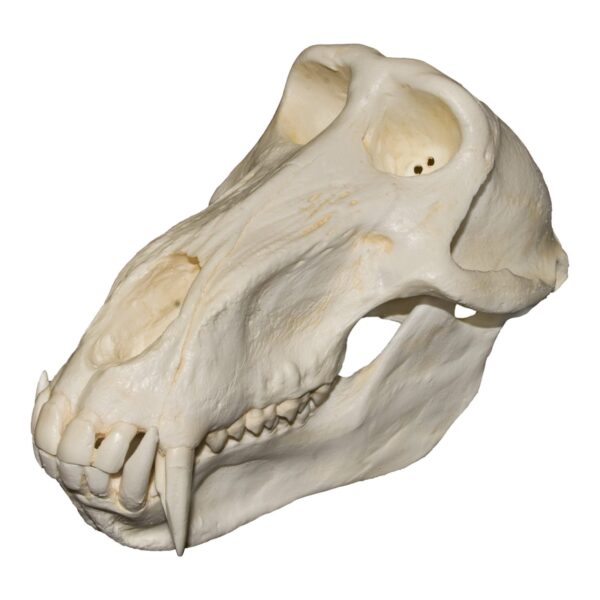 Replica Chacma Baboon Skull – Male