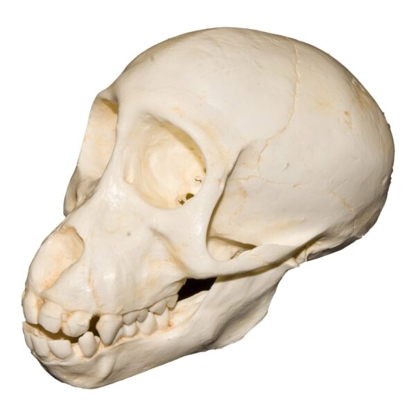 Replica Chacma Baboon Skull – Juvenile