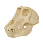 Replica Chacma Baboon Skull – Female