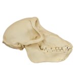 Replica Chacma Baboon Skull – Female