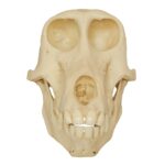 Replica Chacma Baboon Skull – Female