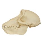 Replica Chacma Baboon Skull – Female