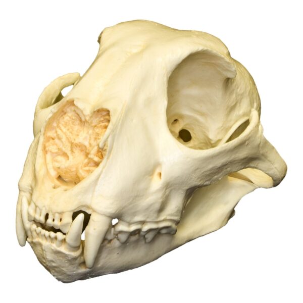 Replica Cheetah Skull – Female