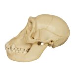 Replica Chimpanzee Juvenile Skull