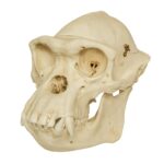 Replica Chimpanzee Male Skull with Calvarium Cut