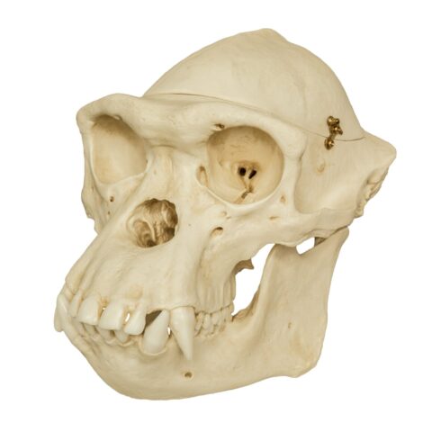 Replica Chimpanzee Male Skull with Calvarium Cut