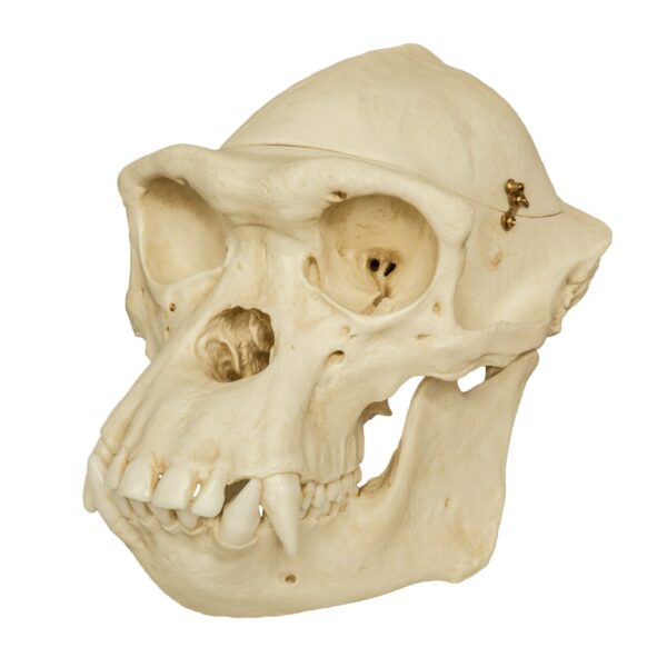 Replica Chimpanzee Male Skull with Calvarium Cut