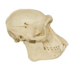 Replica Chimpanzee Male Skull with Calvarium Cut