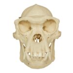 Replica Chimpanzee Male Skull with Calvarium Cut