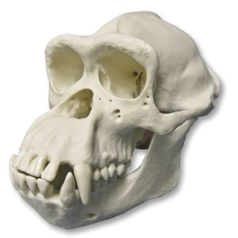 Replica Half Scale Primate Skull Chimpanzee